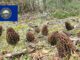 Morel Hunting In New Hampshire