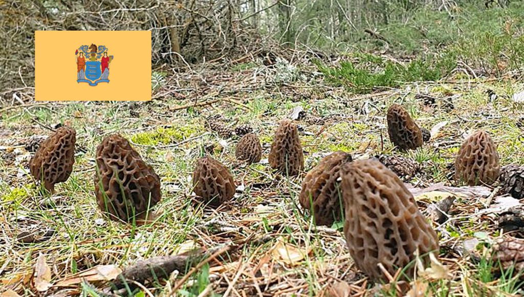 Morel Hunting In New Jersey