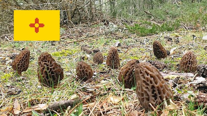 Morel Hunting In New Mexico