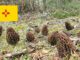 Morel Hunting In New Mexico