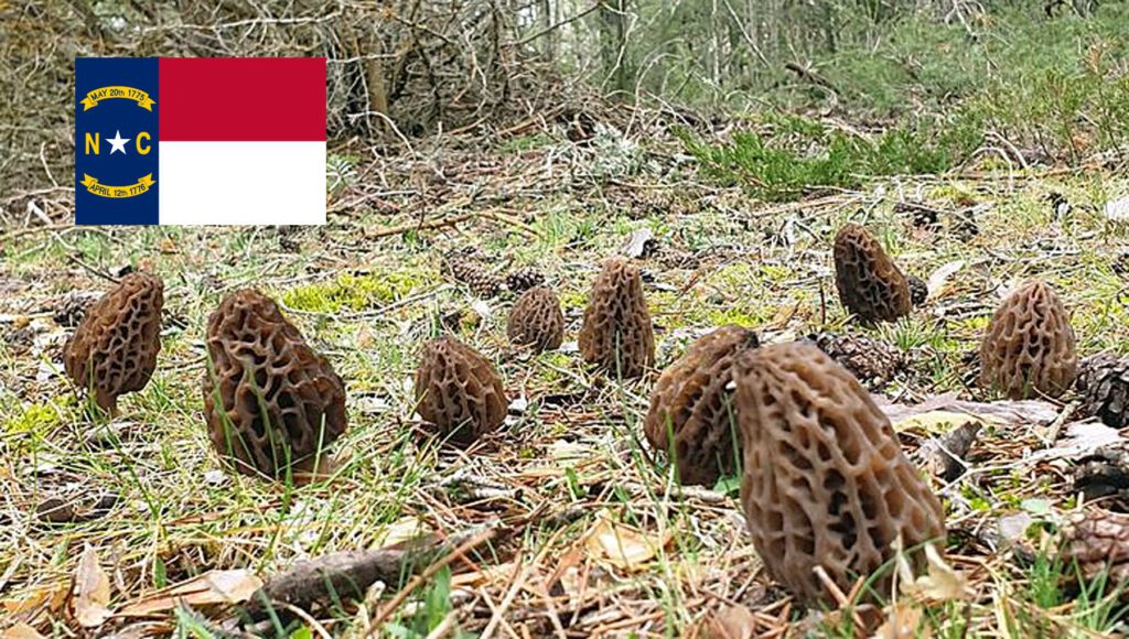 Morel Hunting In North Carolina