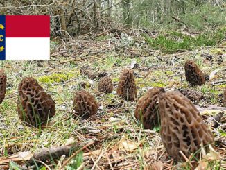 Morel Hunting In North Carolina