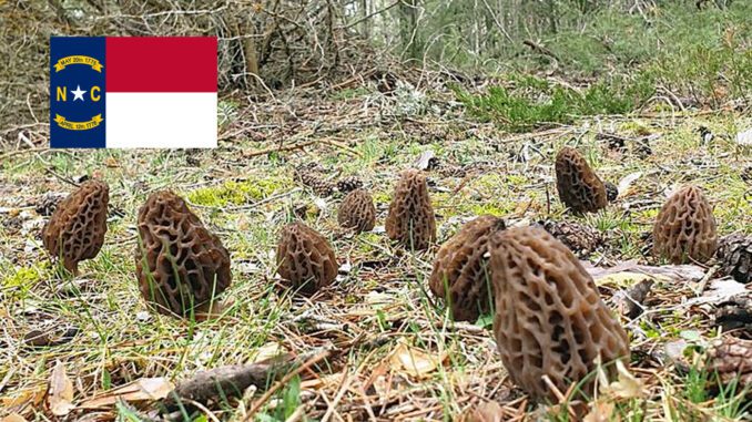 Morel Hunting In North Carolina