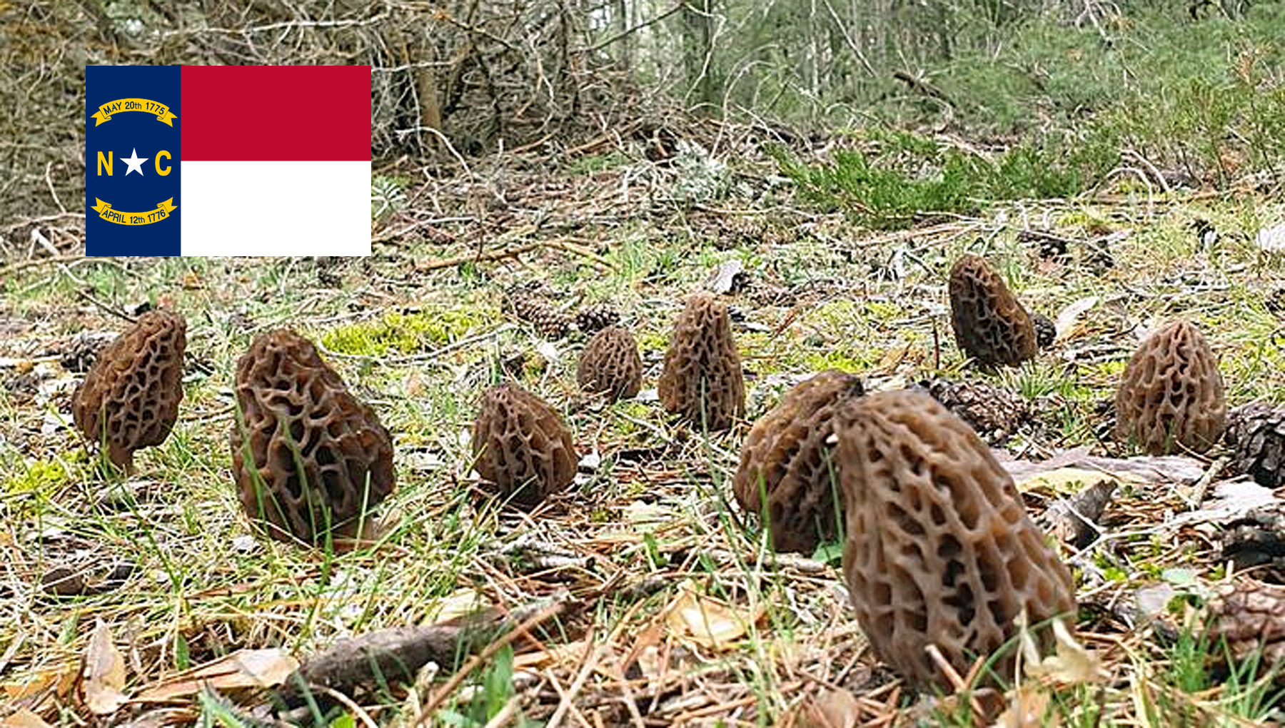 Morel Hunting In North Carolina MushroomStalkers