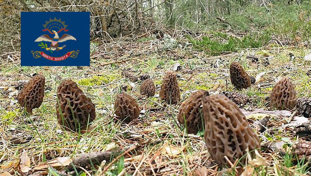 Morel Hunting In North Dakota