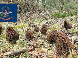 Morel Hunting In North Dakota