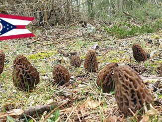 Morel Hunting In Ohio