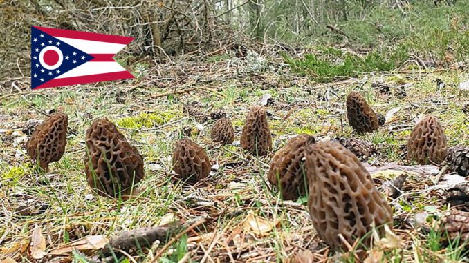 Morel Hunting In Ohio