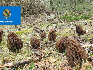 Morel Hunting In Oklahoma