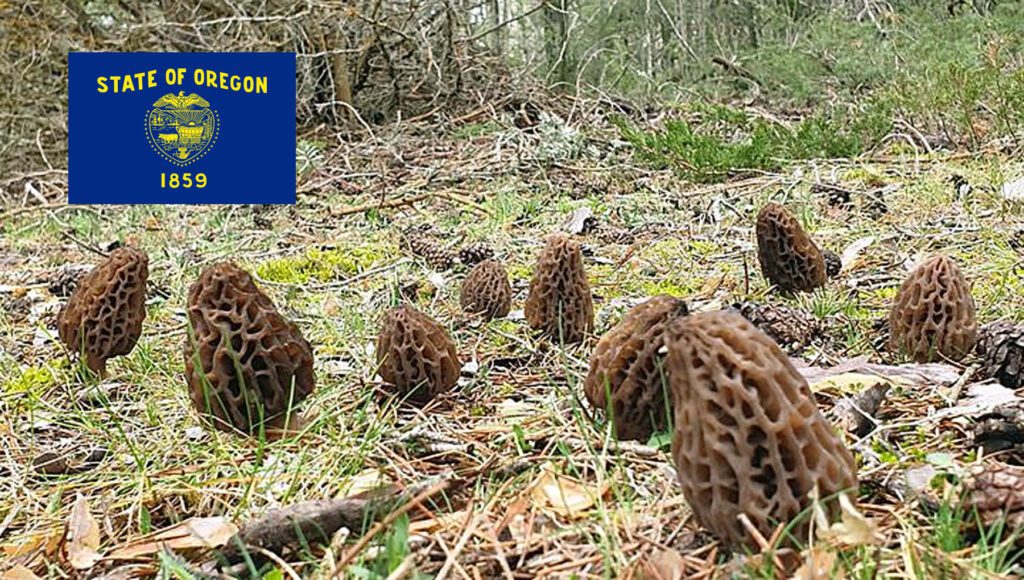 Morel Hunting In Oregon