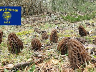 Morel Hunting In Oregon