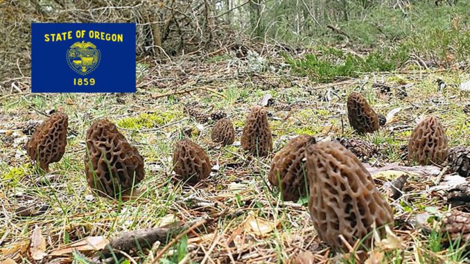 Morel Hunting In Oregon