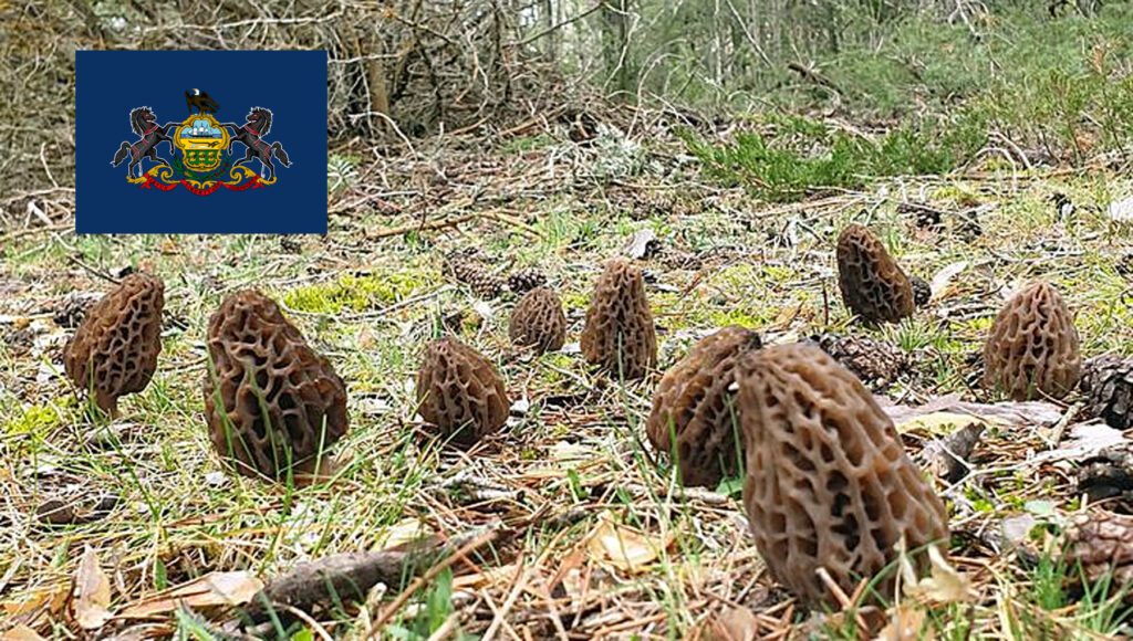 Morel Hunting In Pennsylvania