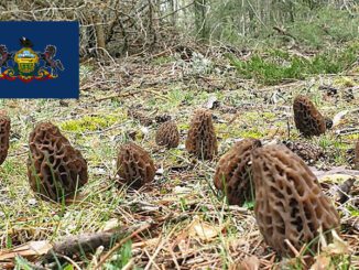 Morel Hunting In Pennsylvania