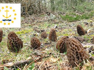 Morel Hunting In Rhode Island