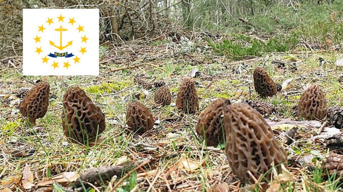 Morel Hunting In Rhode Island