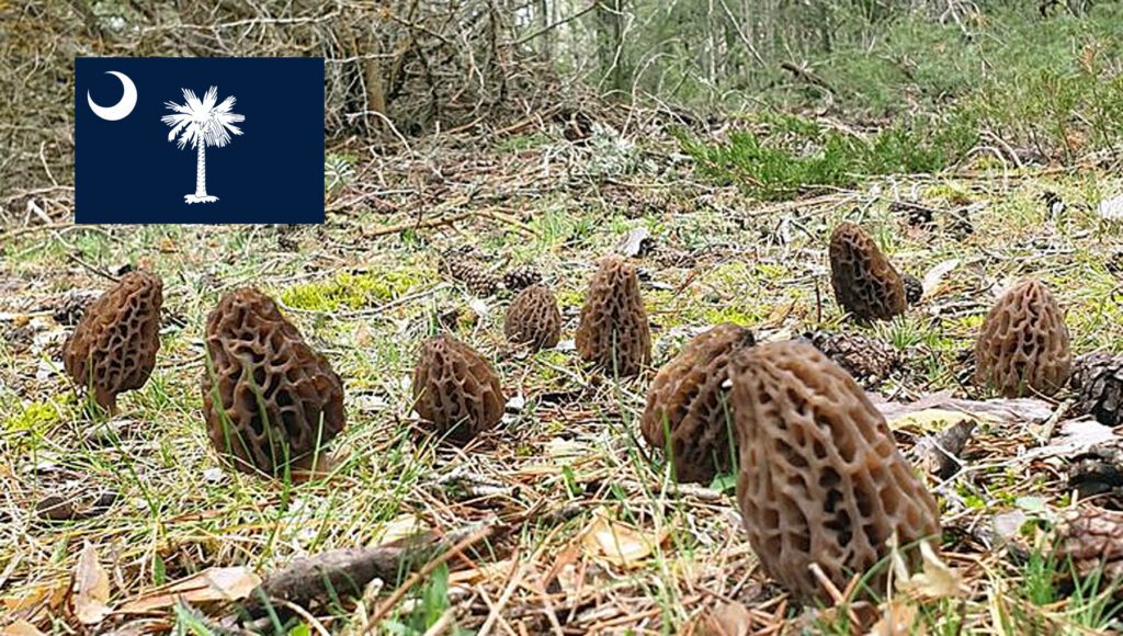 Morel Hunting In South Carolina