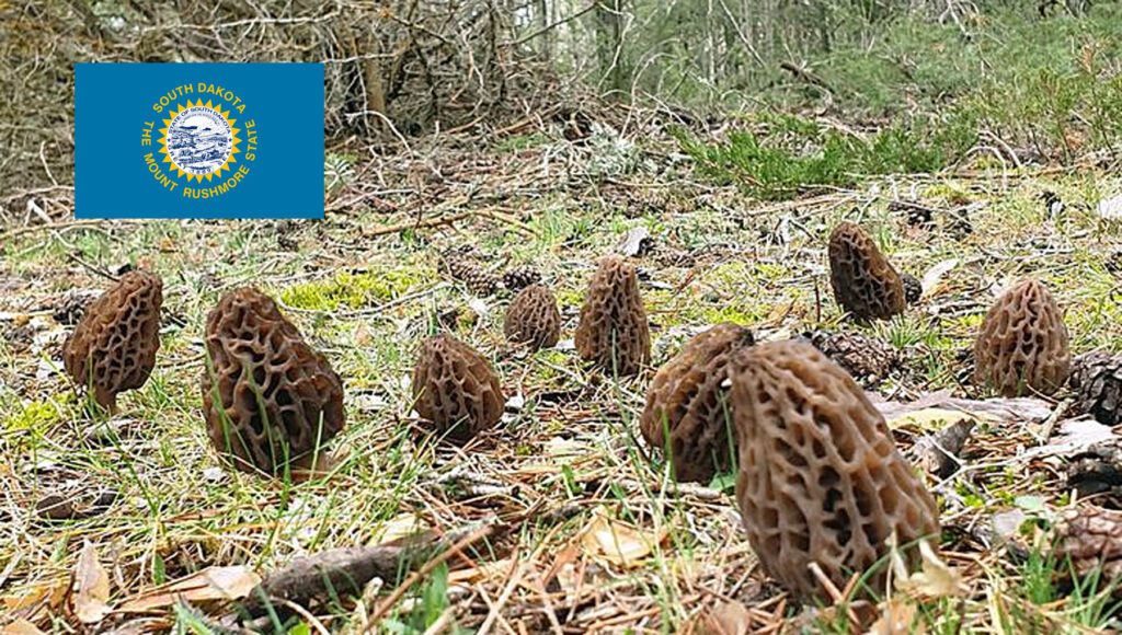 Morel Hunting In South Dakota