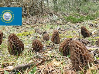 Morel Hunting In South Dakota