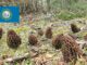 Morel Hunting In South Dakota