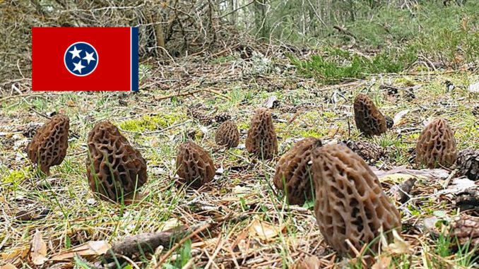 Morel Hunting In Tennessee