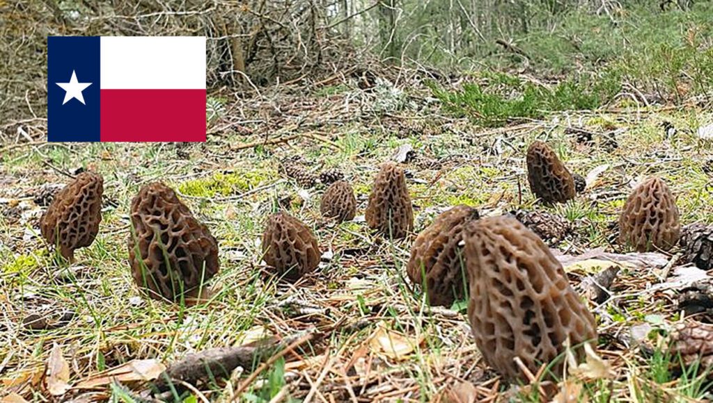 Morel Hunting In Texas