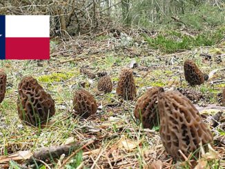 Morel Hunting In Texas