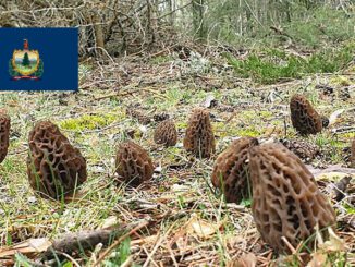 Morel Hunting In Vermont