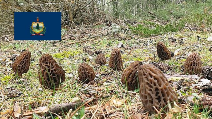 Morel Hunting In Vermont