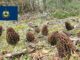 Morel Hunting In Vermont