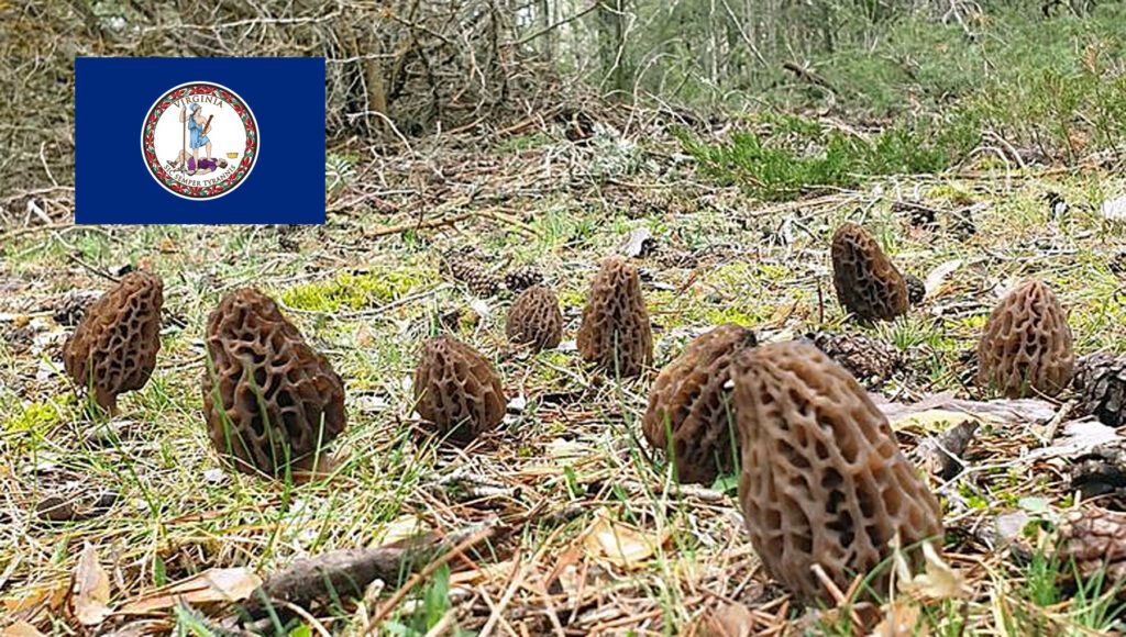 Morel Hunting In Virginia