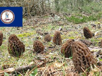 Morel Hunting In Virginia