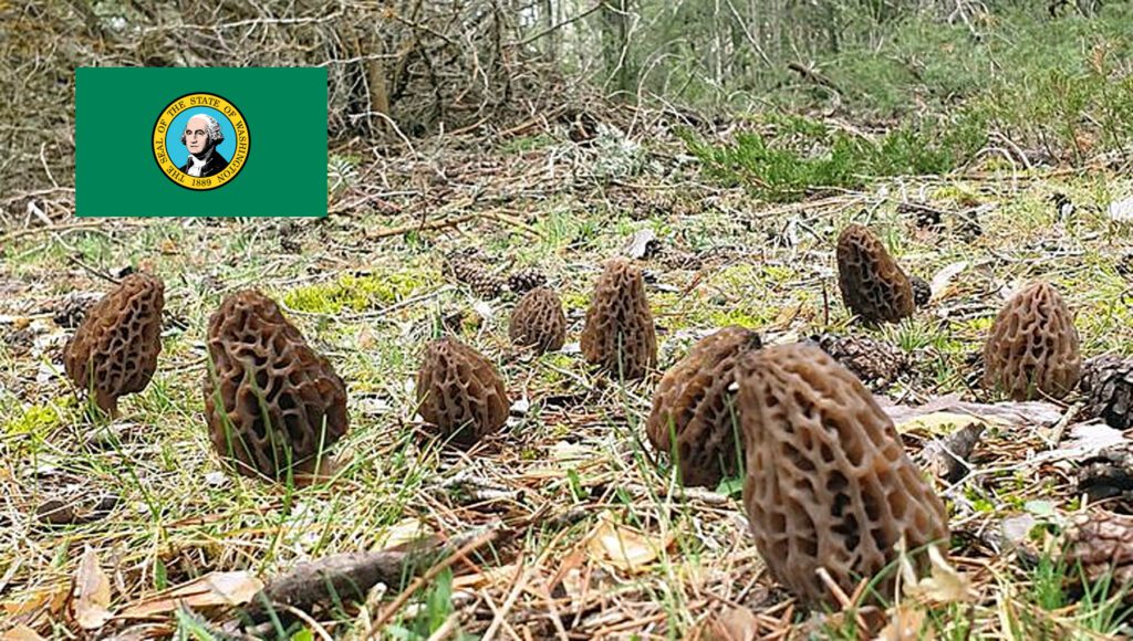 Morel Hunting In Washington