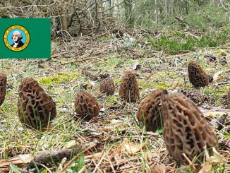 Morel Hunting In Washington