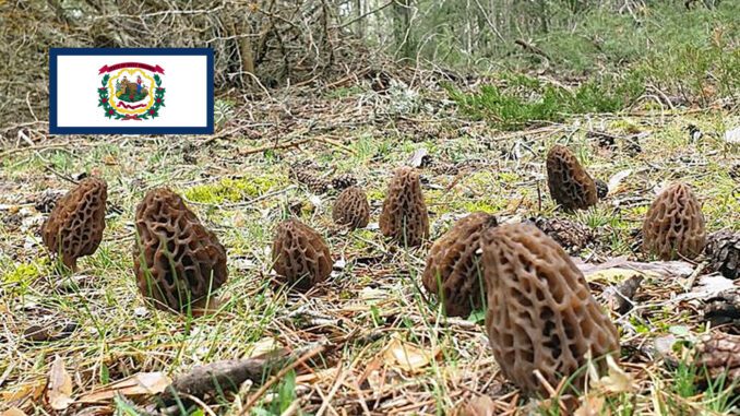 Morel Hunting In West Virginia