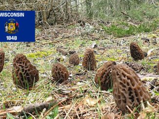 Morel Hunting In Wisconsin