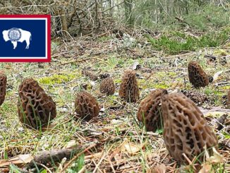 Morel Hunting In Wyoming