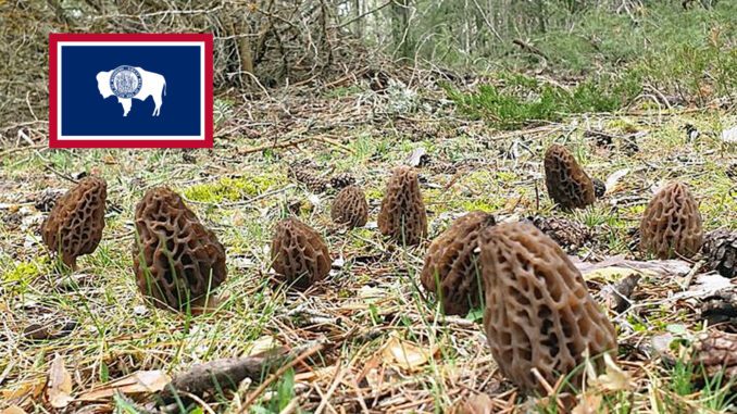 Morel Hunting In Wyoming