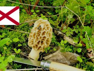 Mushroom Season - Alabama