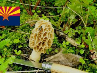 Mushroom Season - Arizona