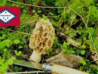 Mushroom Season - Arkansas