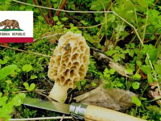 Mushroom Season - California