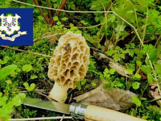 Mushroom Season - Connecticut