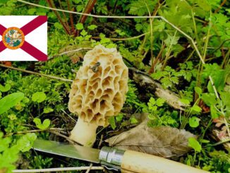 Mushroom Season - Florida
