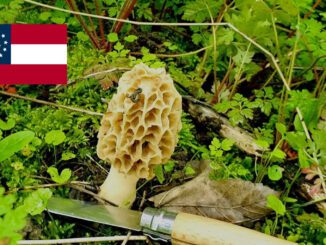 Mushroom Season - Georgia