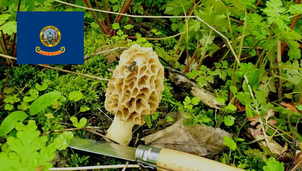 Mushroom Season - Idaho