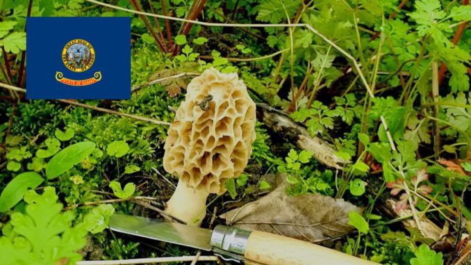 Mushroom Season - Idaho