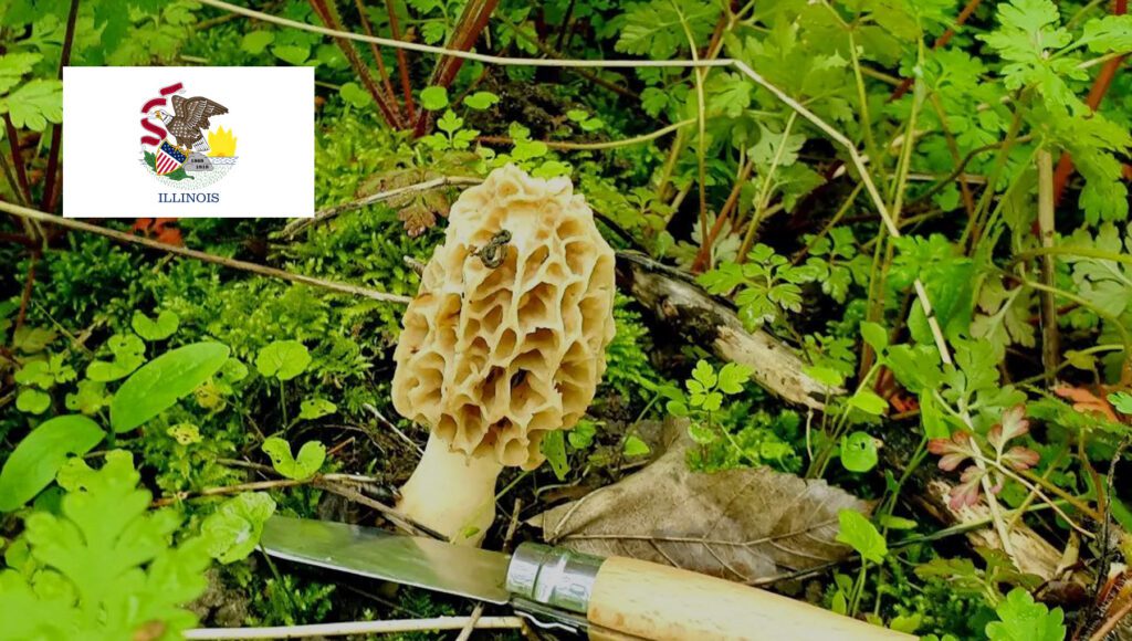 Mushroom Season - Illinois