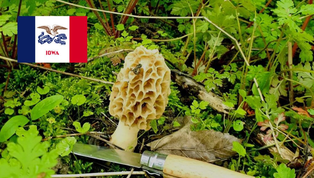 Mushroom Season - Iowa