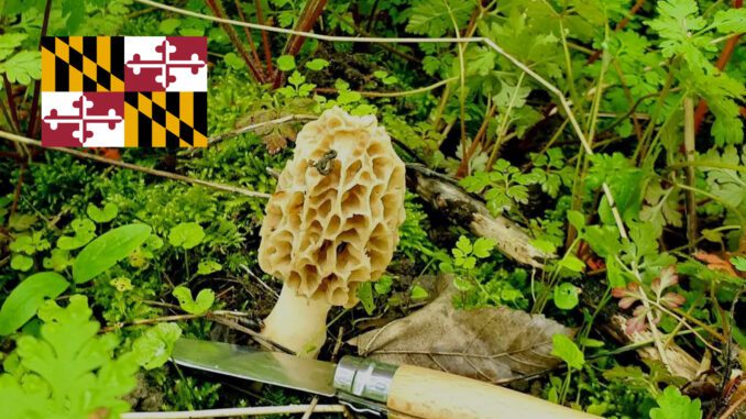 Mushroom Season - Maryland